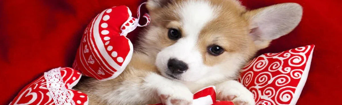 Unleashing Love: Celebrating Dog Valentine's Day in Style