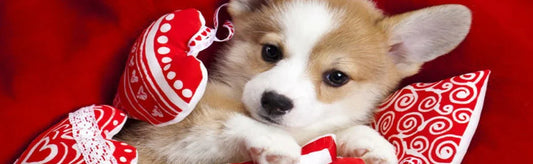 Unleashing Love: Celebrating Dog Valentine's Day in Style