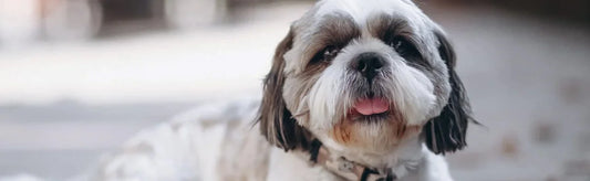 Effective Scabies Treatment What You Need to Know