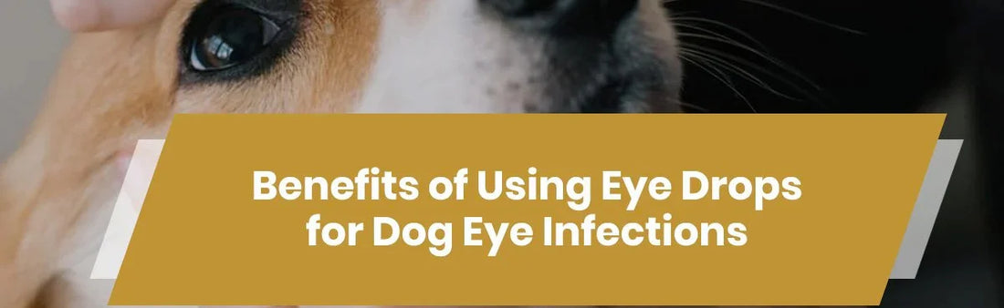 Benefits of Using Eye Drops for Dog Eye Infections