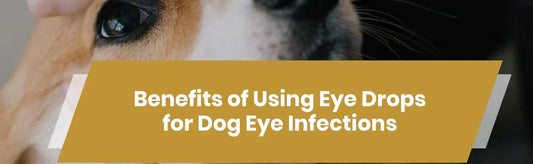 Benefits of Using Eye Drops for Dog Eye Infections