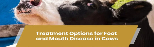 Treatment Options for Foot and Mouth Disease in Cows
