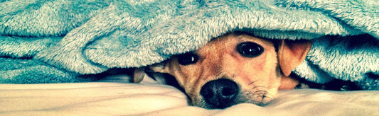 hencold for dogs