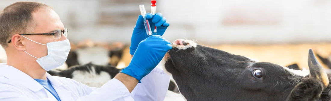 Homeopathic Veterinary Medicine