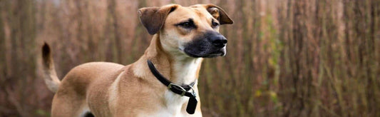 Unveiling the Charm Indian Pariah Dog Breeds You Didn't Know Existed