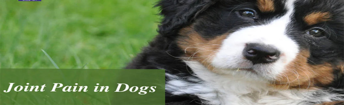 Winter’s Chill and Joint Pain in Dogs: How to Find Relief | INFLASULE for PETS