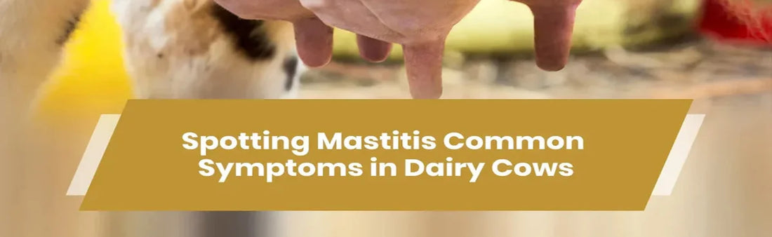 Spotting Mastitis Common Symptoms in Dairy Cows