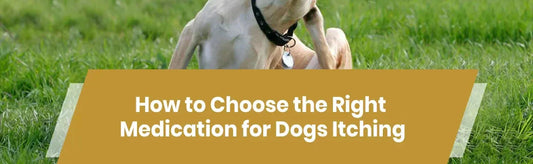 How to Choose the Right Medication for Dogs Itching