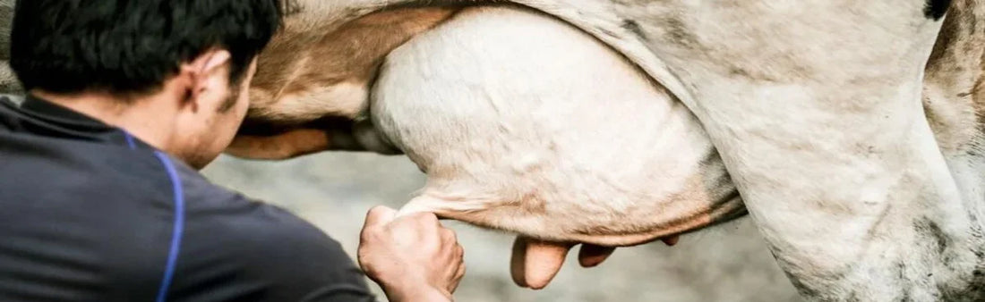 दूध उत्पादन : दूध के बारे में कुछ रोचक तथ्य