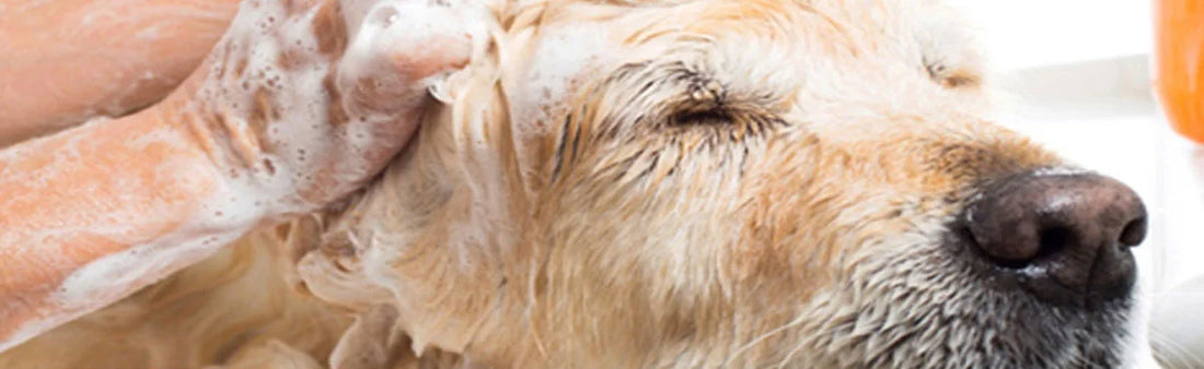 Nature’s Gentle Care For Your Pet’s Hair