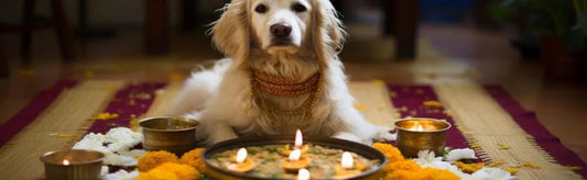 Pet-Friendly Diwali : How to Take Care of your Beloved Pets