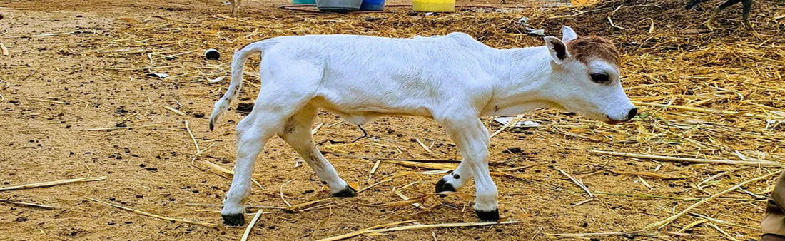 Punganur: Unveiling the Secrets of the World’s Shortest Humped Cattle