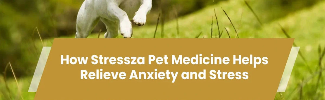 How Stressza Pet Medicine Helps Relieve Anxiety and Stress