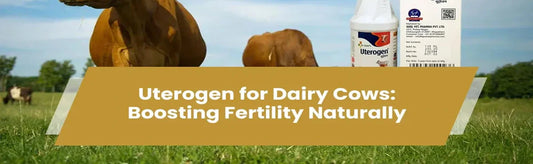Uterogen for Dairy Cows: Boosting Fertility Naturally