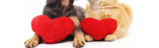 My pet is my Valentine