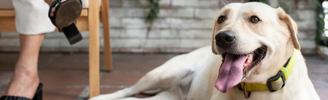 Joint Pain in Pets During Monsoons: Causes, Symptoms, and Care