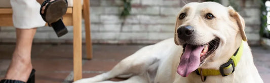 Joint Pain in Pets During Monsoons: Causes, Symptoms, and Care