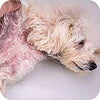 Skin Infection