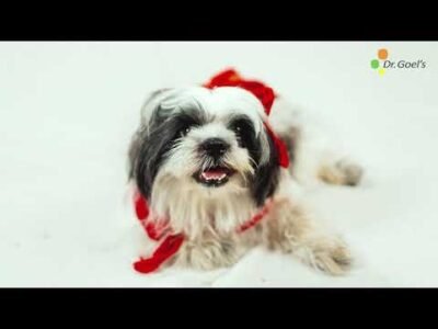 Pet Safe Diwali | Dr. Goel | Stressza to relieve stress & anxiety in pets during firecrackers
