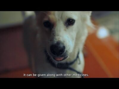 Managing my pet’s fits & seizures | Sidharth & Snowy | Dr. Goel's Neuromate