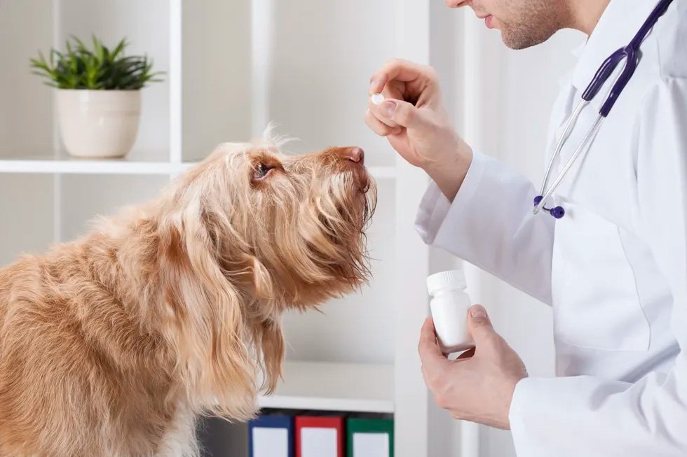 Calcium Supplements for Dogs