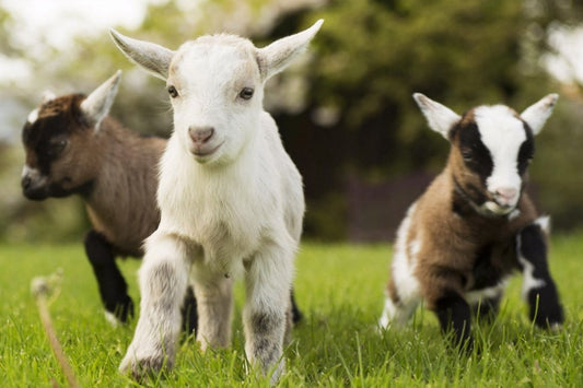 Pygmy Goats as Pets