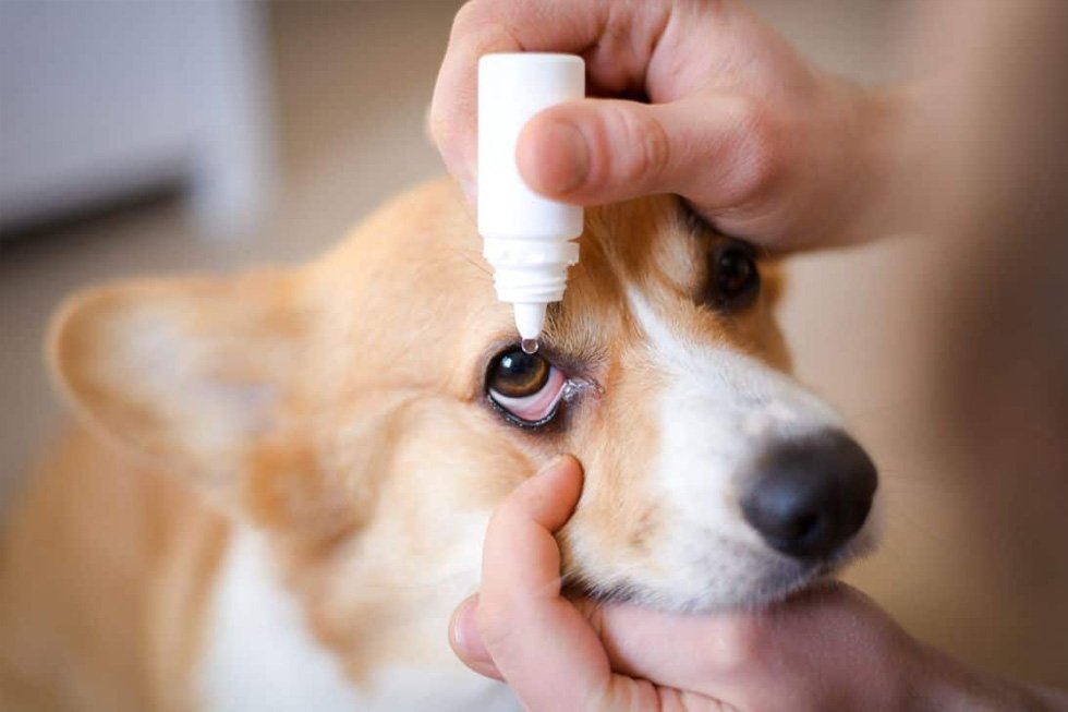  Dog Eye Infections