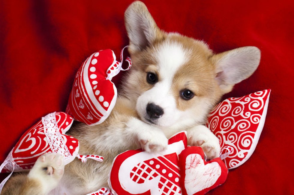 Celebrating Dog Valentine's Day