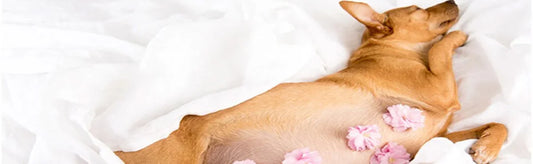 A Comprehensive Exploration of Reproductive Health in Pet Dogs and Cats