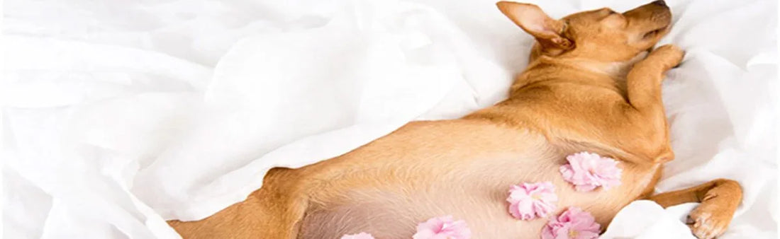 Reproductive Health in Pet Dogs and Cats
