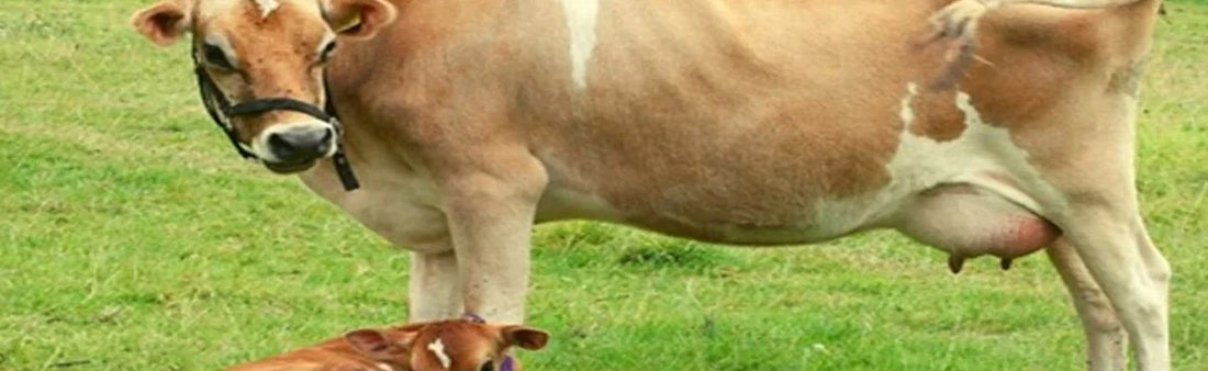 ABORTIGO: No Tension Of Abortion in Cow