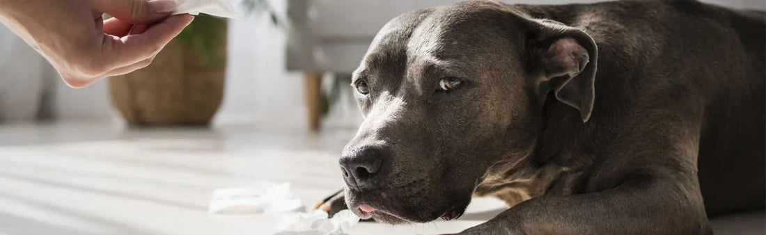 Homeopathy For Pets
