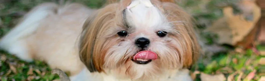 A Pinch Of Woof And A Dash Of Paw : SHIH TZU