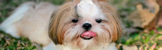 A Pinch Of Woof And A Dash Of Paw : SHIH TZU