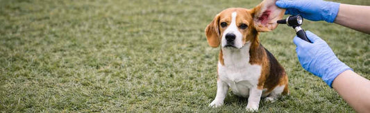 Beagle Ear infections