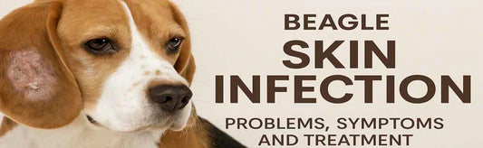 Beagle Skin Infection