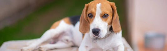 Beagle Skin Problems