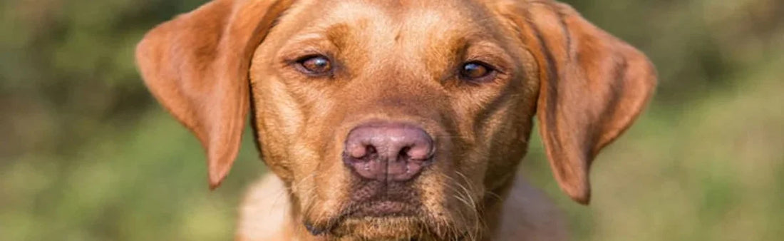 Bumps and Lumps in Dogs: Everything You Need to Know