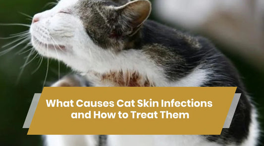 What Causes Cat Skin Infections and How to Treat Them