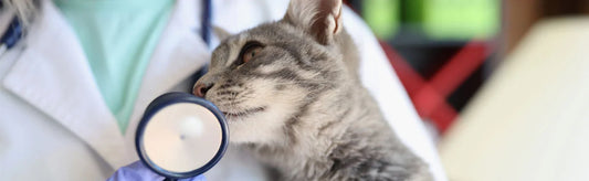 Cat Fungal Infection Medicine