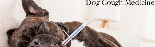 Cold Winds and Canine Coughs: Winter Relief with Dog Cough Medicine | WHEEZ-GO for PET
