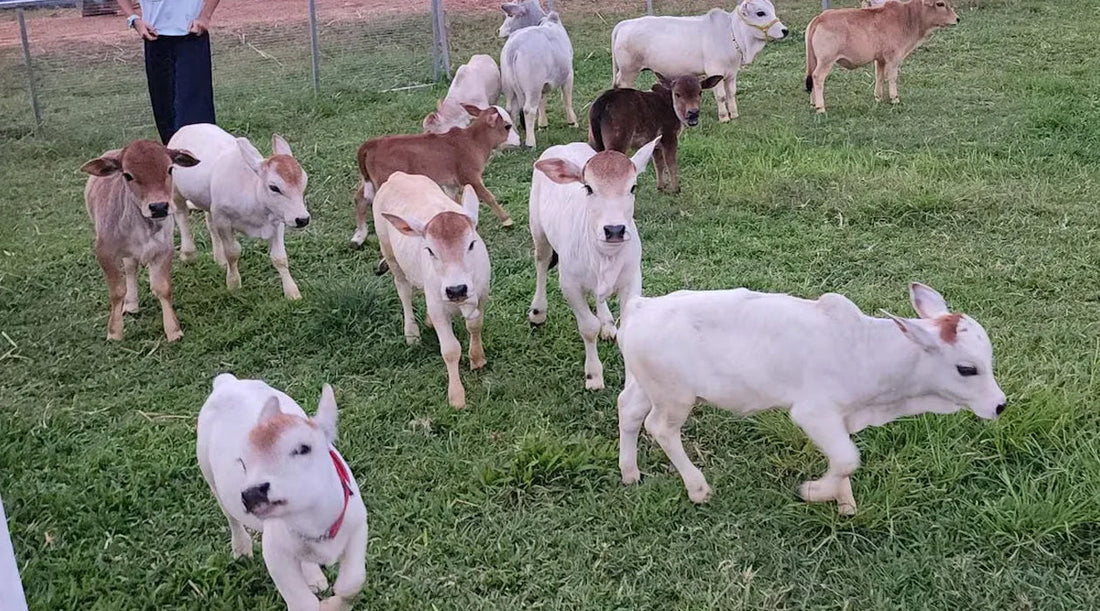 Common Disease in Punganur Cow