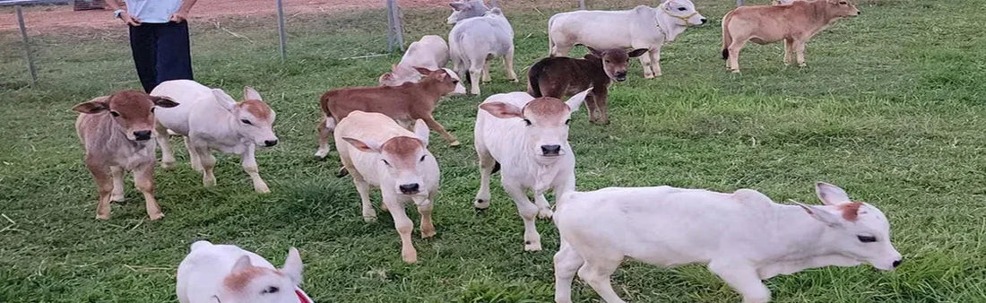 Punganur Cow