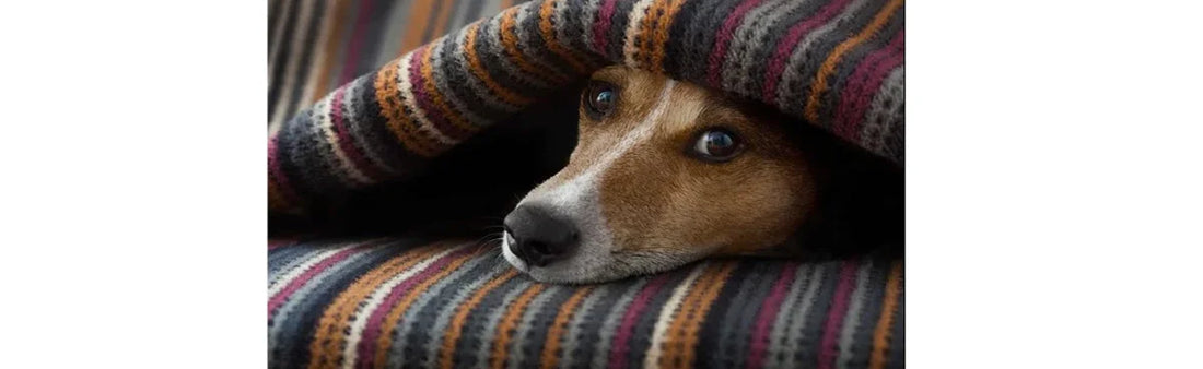 Cough Cold Respiratory Distress Put To Rest