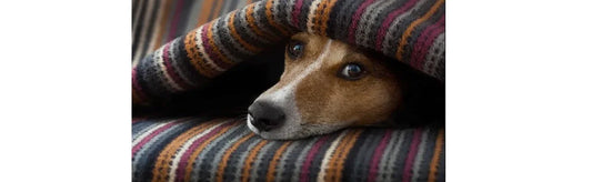 Cough Cold Respiratory Distress Put To Rest
