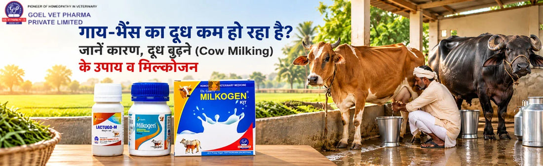cow milking