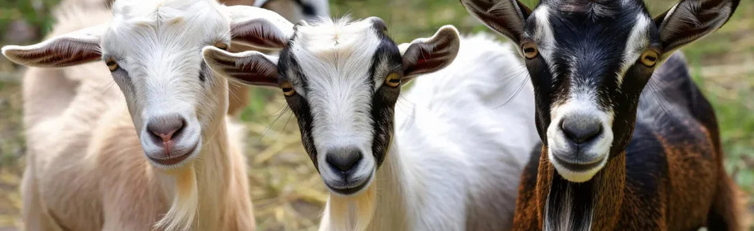 diarrhea in goat