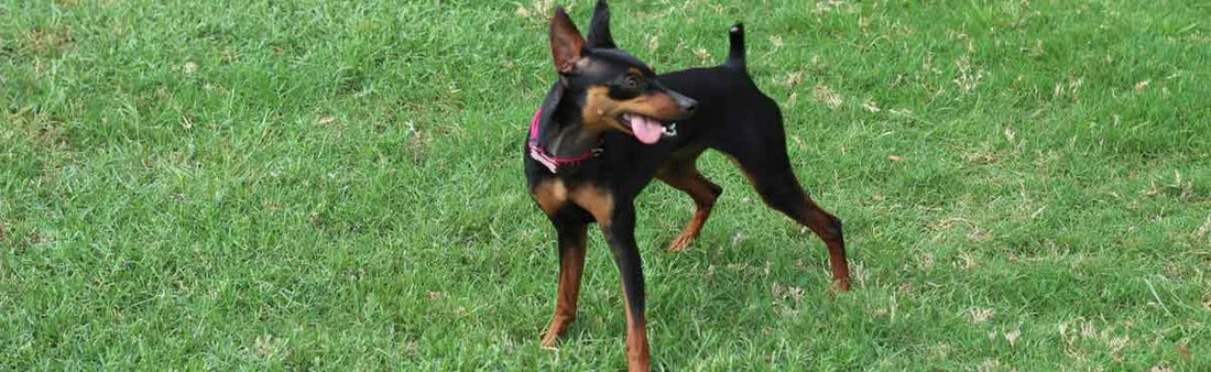 Doberman Pinscher Allergies