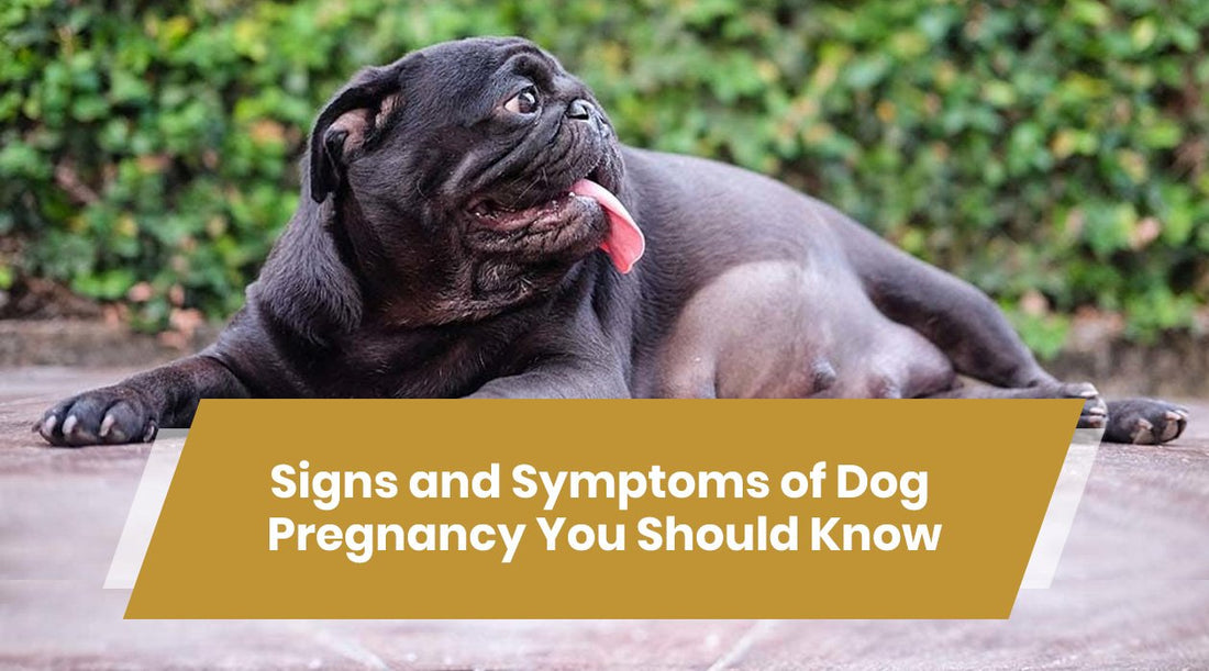 Dog Pregnancy