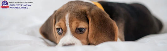 Dog Anxiety Medication